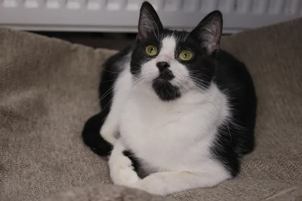 Kot do adopcji, Sosnowiec, 14 września 2025 (5/5)