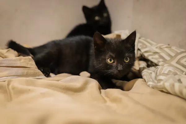 Kot do adopcji, Sosnowiec, 22 września 2025 (3/5)