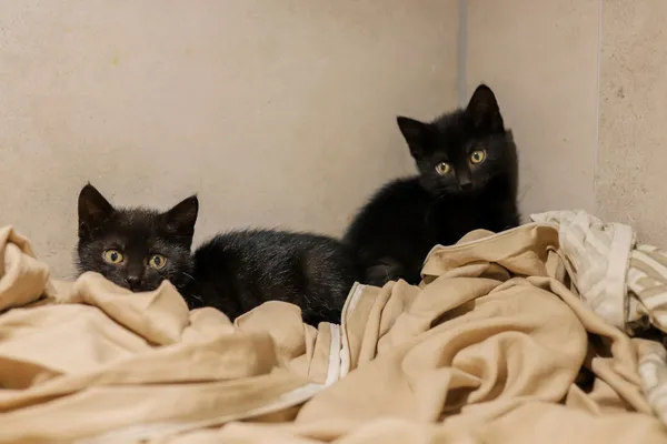 Kot do adopcji, Sosnowiec, 22 września 2025 (4/5)