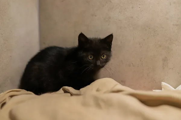 Kot do adopcji, Sosnowiec, 22 września 2025 (5/5)