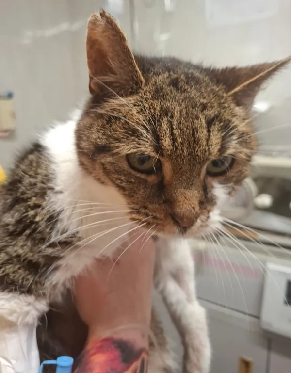 Znaleziono kota, Gdańsk, 17 listopada 2025