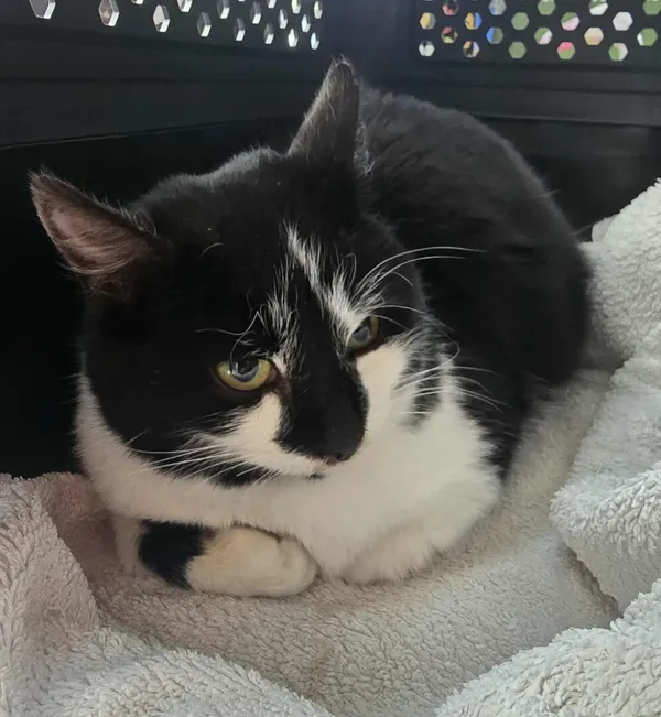 Znaleziono kota, Gdańsk, 17 listopada 2025