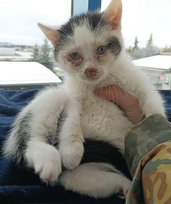 Znaleziono kota, Gdańsk, 17 listopada 2025