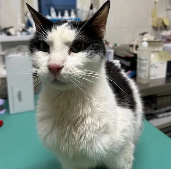 Znaleziono kota, Gdańsk, 17 listopada 2025