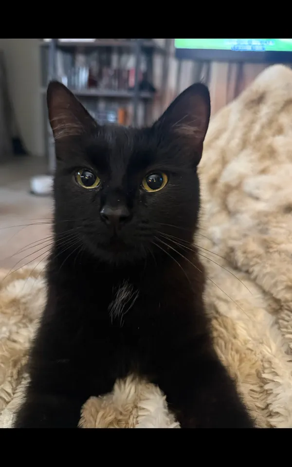 Zaginął kot, Łódź, Złotno, 19 listopada 2025 (1/2)