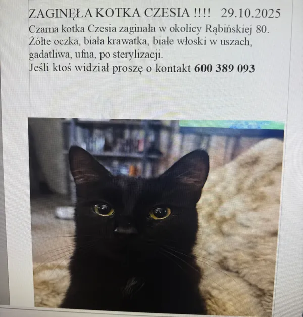 Zaginął kot, Łódź, Złotno, 19 listopada 2025 (2/2)
