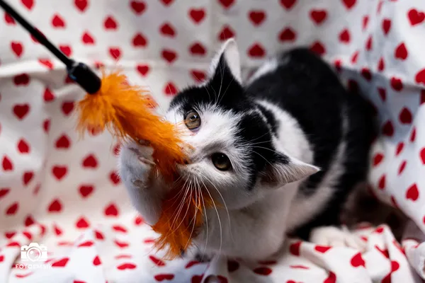 Znaleziono kota, Sosnowiec, 29 października 2025 (2/5)