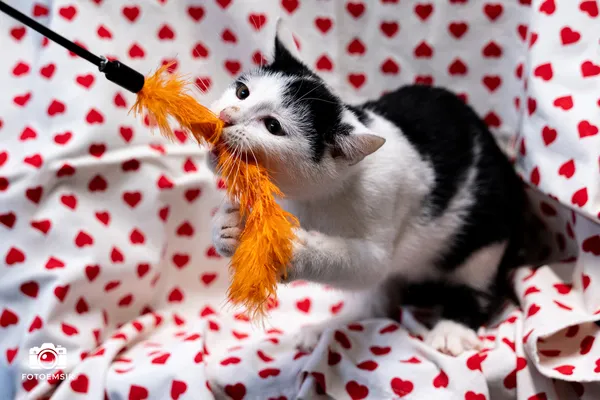 Znaleziono kota, Sosnowiec, 29 października 2025 (3/5)