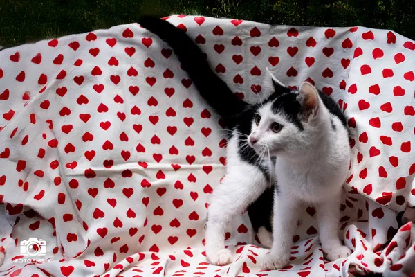 Znaleziono kota, Sosnowiec, 29 października 2025 (4/5)