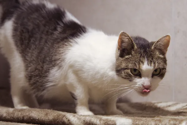 Znaleziono kota, Sosnowiec, 16 października 2025 (1/5)