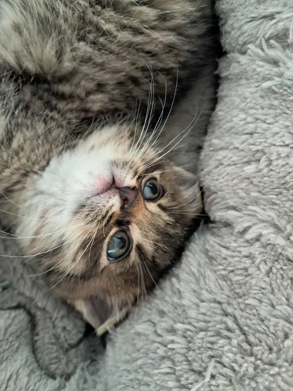 Znaleziono kota, Sosnowiec, 23 października 2025 (2/5)