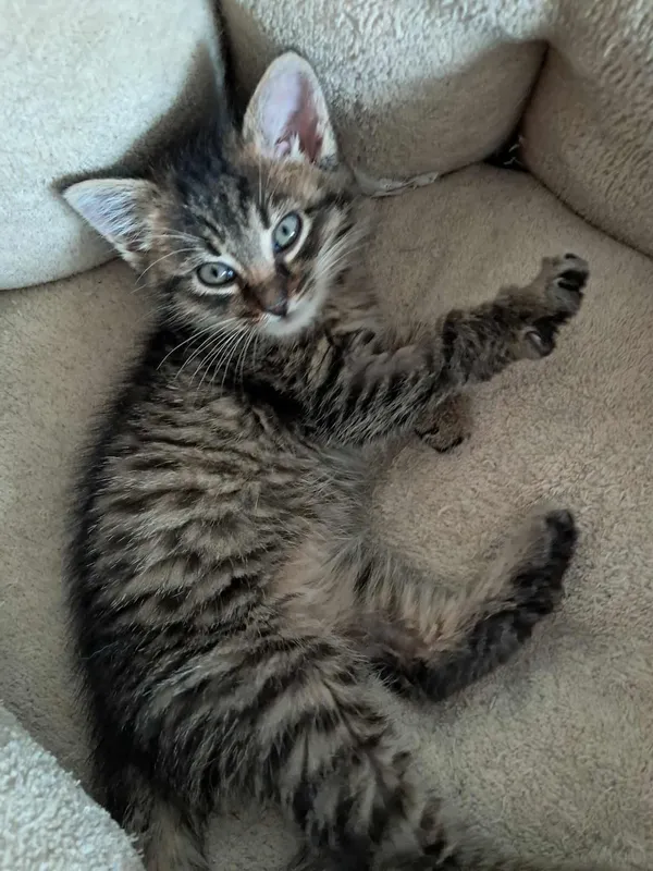 Znaleziono kota, Sosnowiec, 23 października 2025 (3/5)