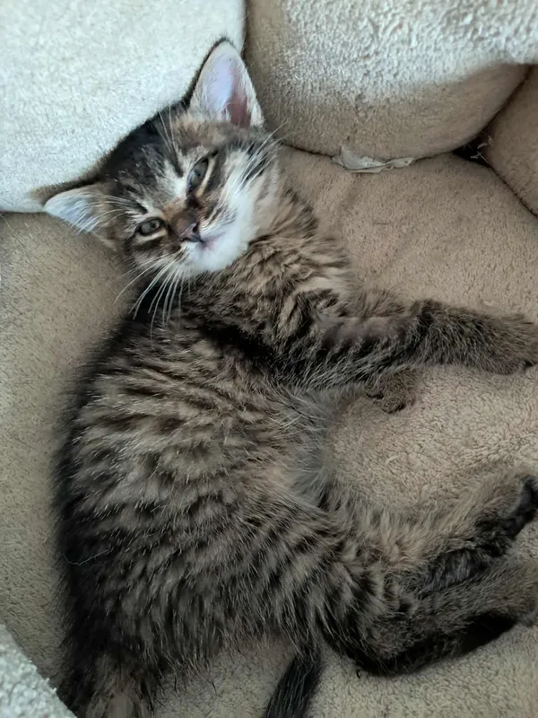 Znaleziono kota, Sosnowiec, 23 października 2025 (4/5)