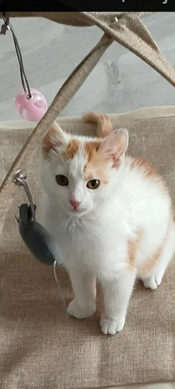 Znaleziono kota, Sosnowiec, 10 października 2025 (2/2)