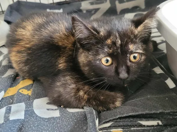 Znaleziono kota, Sosnowiec, 4 listopada 2025