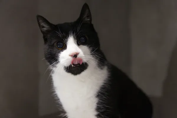 Znaleziono kota, Sosnowiec, 6 października 2025 (2/5)