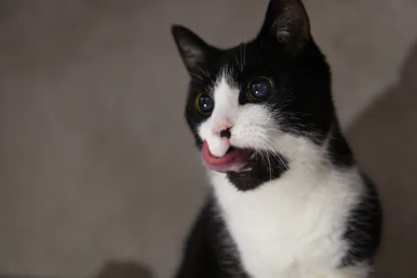 Znaleziono kota, Sosnowiec, 6 października 2025 (3/5)