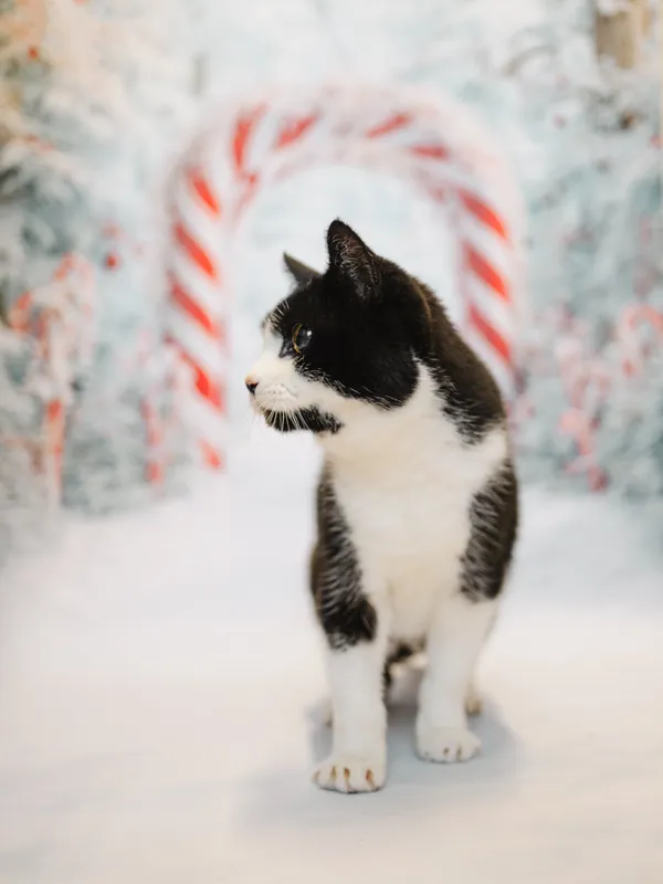 Znaleziono kota, Sosnowiec, 6 października 2025 (4/5)