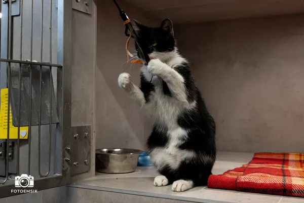 Znaleziono kota, Sosnowiec, 24 października 2025 (1/5)