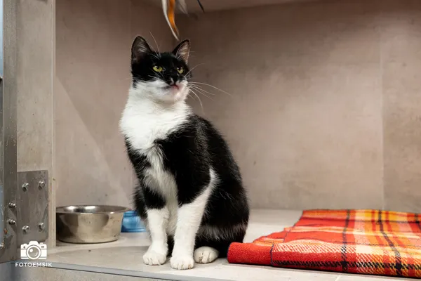 Znaleziono kota, Sosnowiec, 24 października 2025 (2/5)