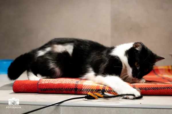 Znaleziono kota, Sosnowiec, 24 października 2025 (4/5)