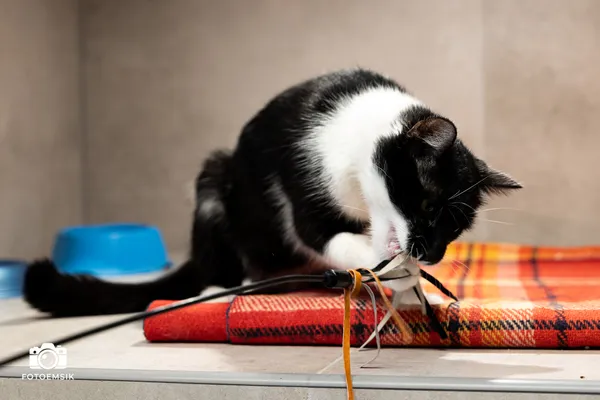 Znaleziono kota, Sosnowiec, 24 października 2025 (5/5)