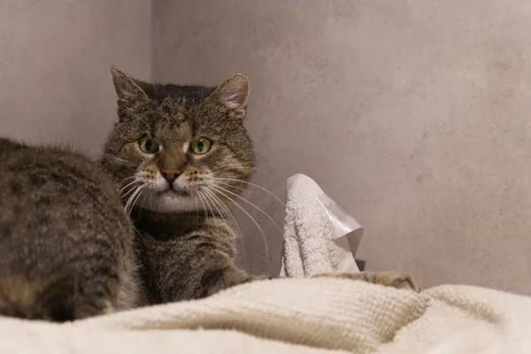 Znaleziono kota, Sosnowiec, 1 października 2025 (1/3)