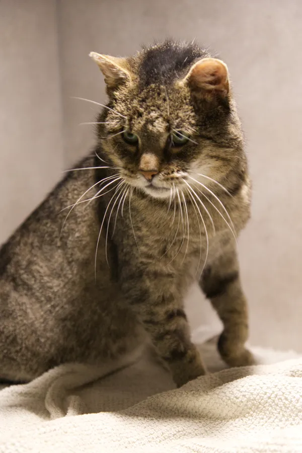 Znaleziono kota, Sosnowiec, 1 października 2025 (2/3)