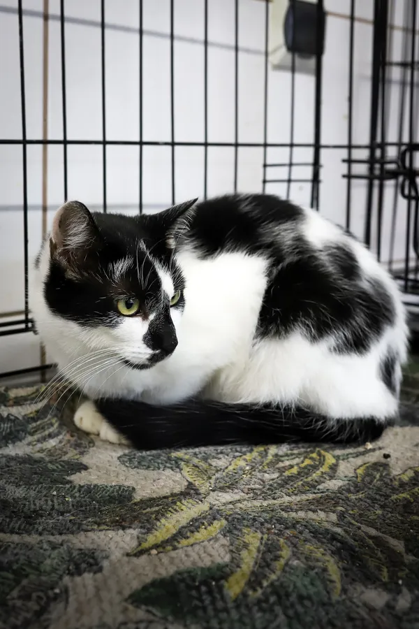 Znaleziono kota, Sosnowiec, 9 października 2025 (1/5)