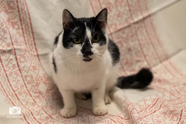 Znaleziono kota, Sosnowiec, 9 października 2025 (3/5)