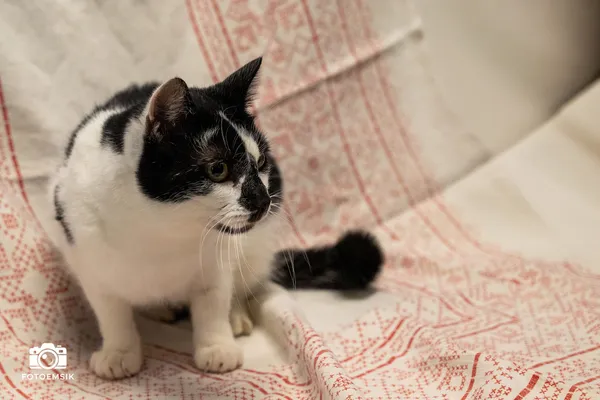 Znaleziono kota, Sosnowiec, 9 października 2025 (4/5)