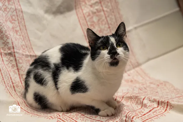 Znaleziono kota, Sosnowiec, 9 października 2025 (5/5)