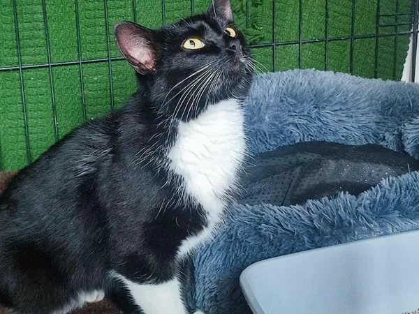 Znaleziono kota, Sosnowiec, 5 listopada 2025