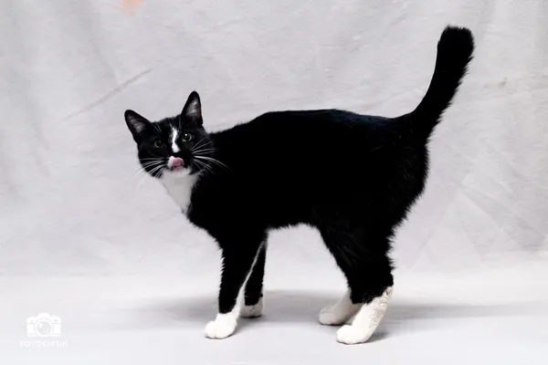 Znaleziono kota, Sosnowiec, 10 listopada 2025 (3/5)