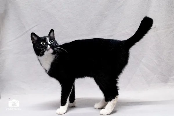 Znaleziono kota, Sosnowiec, 10 listopada 2025 (4/5)