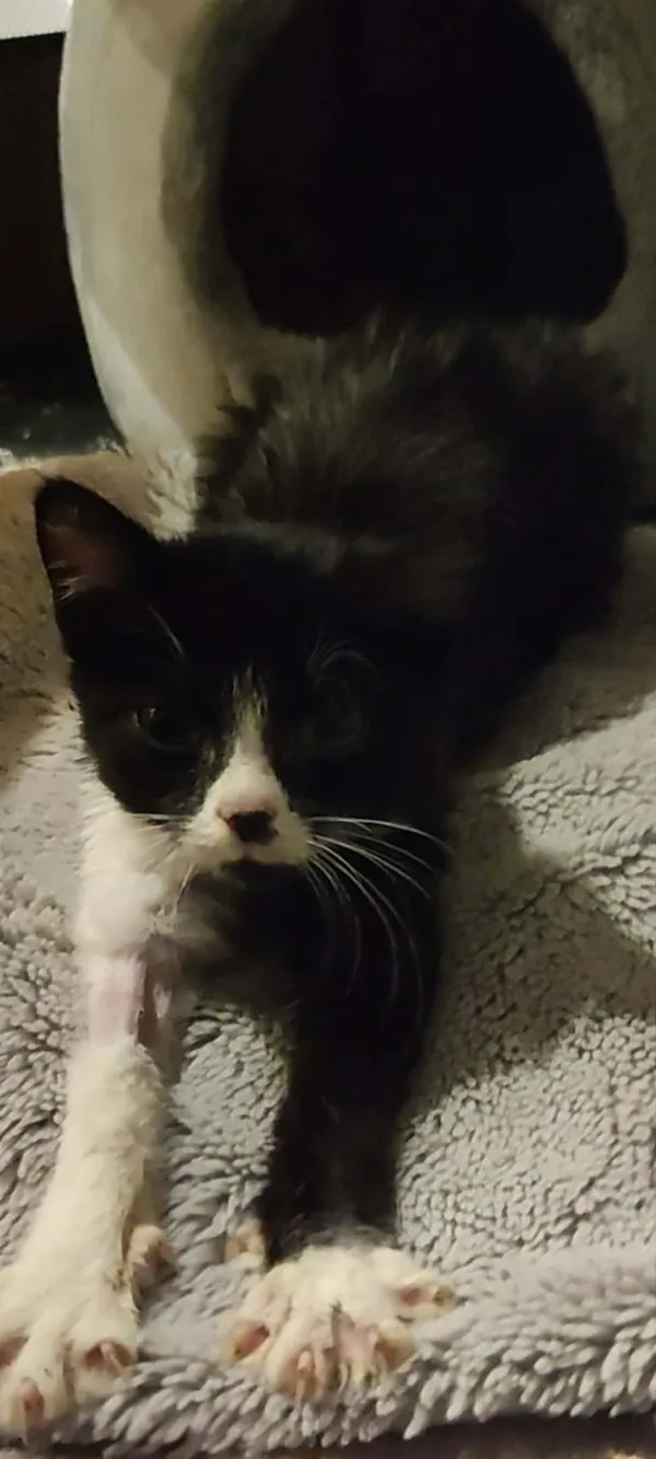 Znaleziono kota, Sosnowiec, 11 listopada 2025