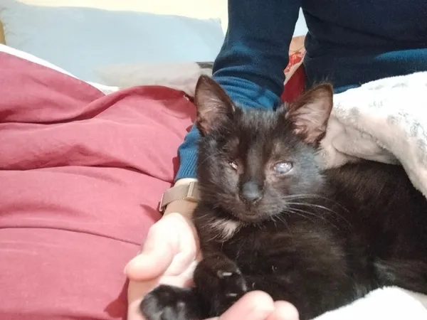 Znaleziono kota, Sosnowiec, 11 listopada 2025 (2/5)