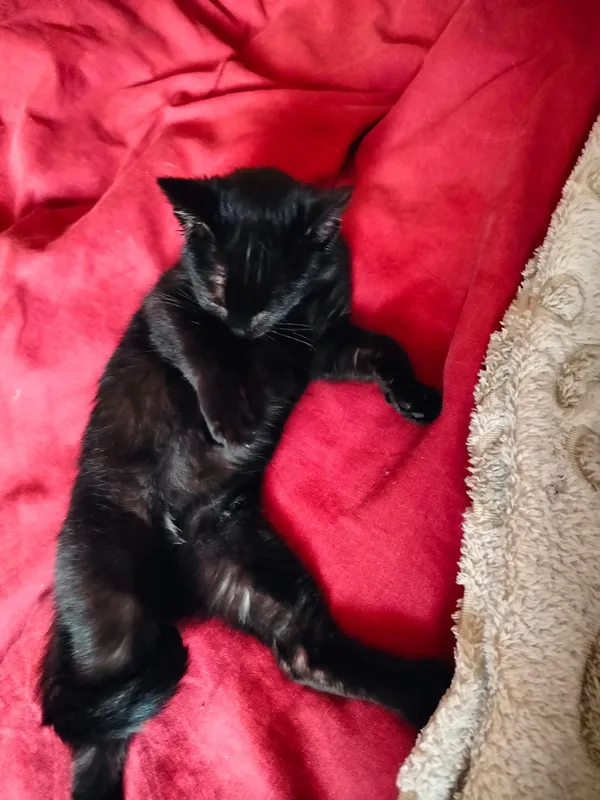 Znaleziono kota, Sosnowiec, 11 listopada 2025 (3/5)