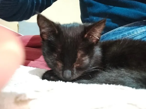 Znaleziono kota, Sosnowiec, 11 listopada 2025 (5/5)