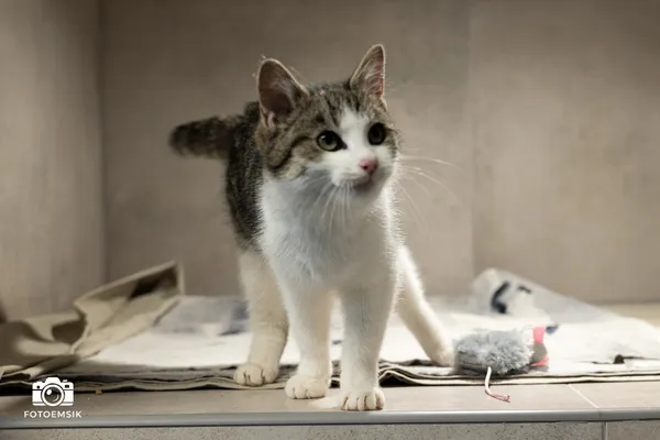 Znaleziono kota, Sosnowiec, 12 listopada 2025 (1/5)