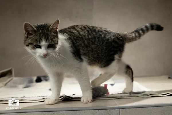 Znaleziono kota, Sosnowiec, 12 listopada 2025 (3/5)