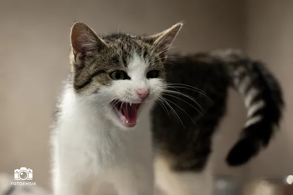 Znaleziono kota, Sosnowiec, 12 listopada 2025 (4/5)