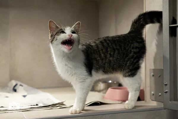 Znaleziono kota, Sosnowiec, 12 listopada 2025 (5/5)