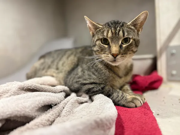 Znaleziono kota, Sosnowiec, 12 listopada 2025 (2/5)