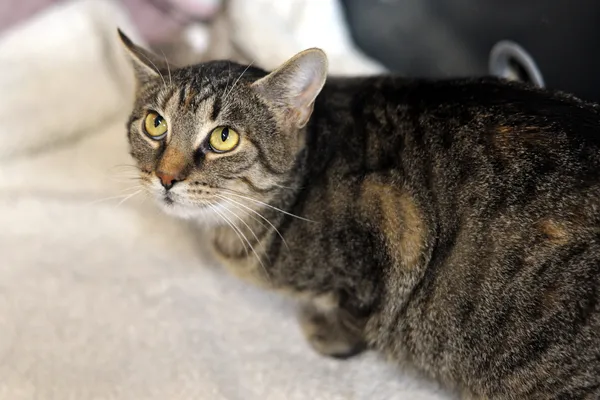 Znaleziono kota, Sosnowiec, 12 listopada 2025 (4/5)