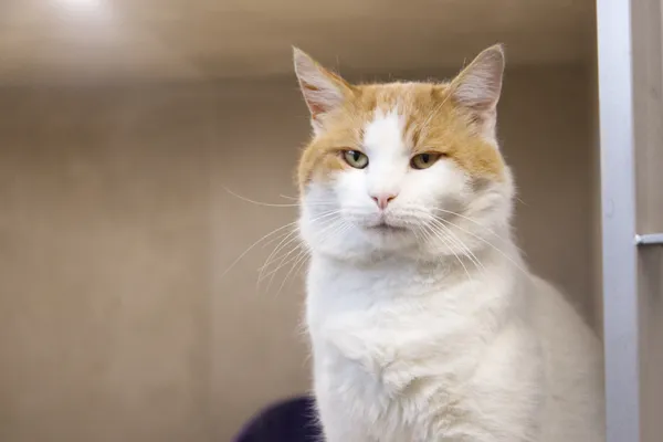 Znaleziono kota, Sosnowiec, 14 listopada 2025 (1/3)