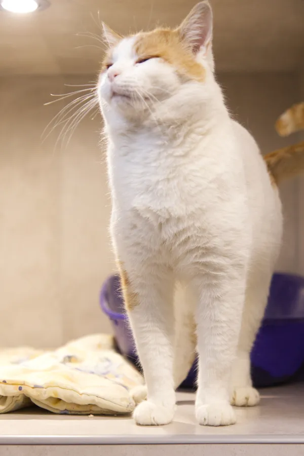 Znaleziono kota, Sosnowiec, 14 listopada 2025 (3/3)