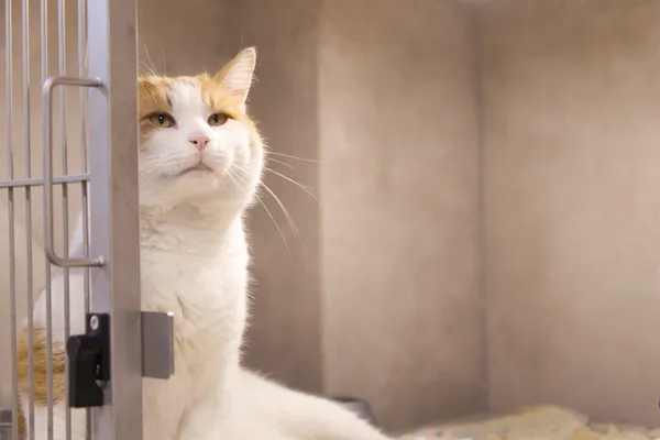 Znaleziono kota, Sosnowiec, 14 listopada 2025 (2/3)