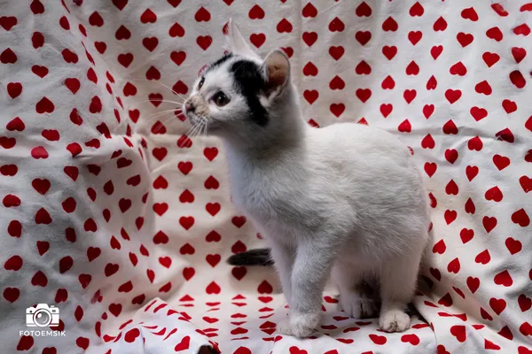 Znaleziono kota, Sosnowiec, 29 października 2025 (2/5)