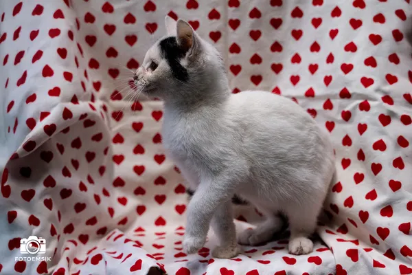 Znaleziono kota, Sosnowiec, 29 października 2025 (3/5)